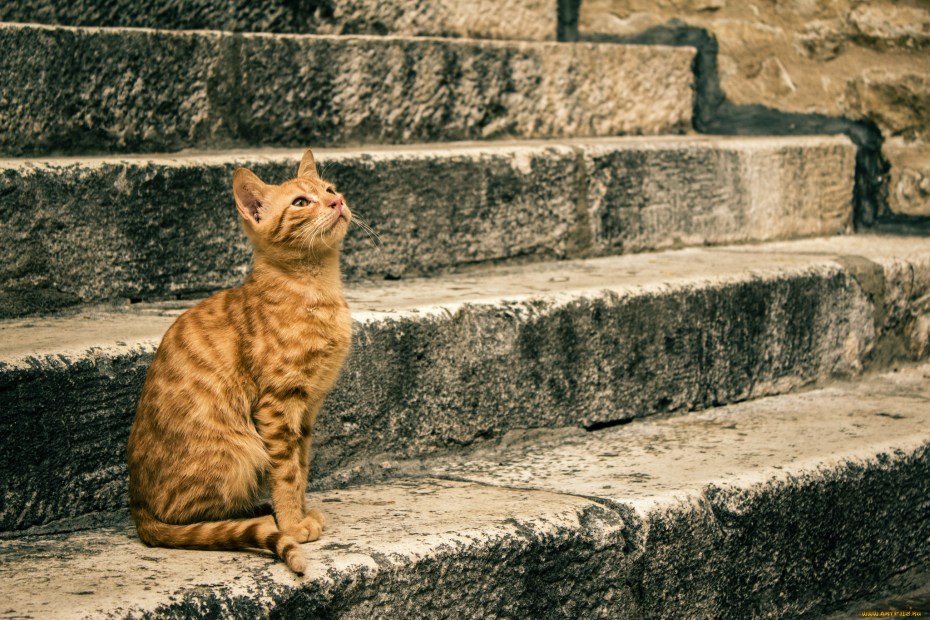 Коты на ступеньках