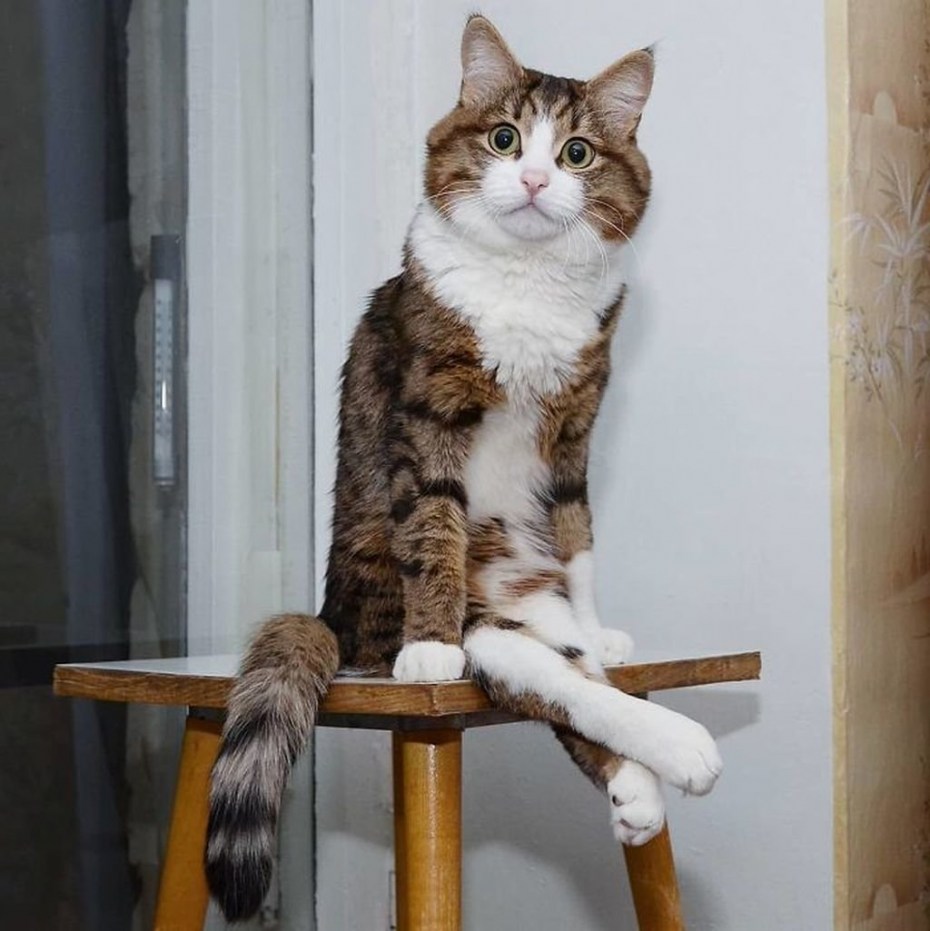 Кот сидит