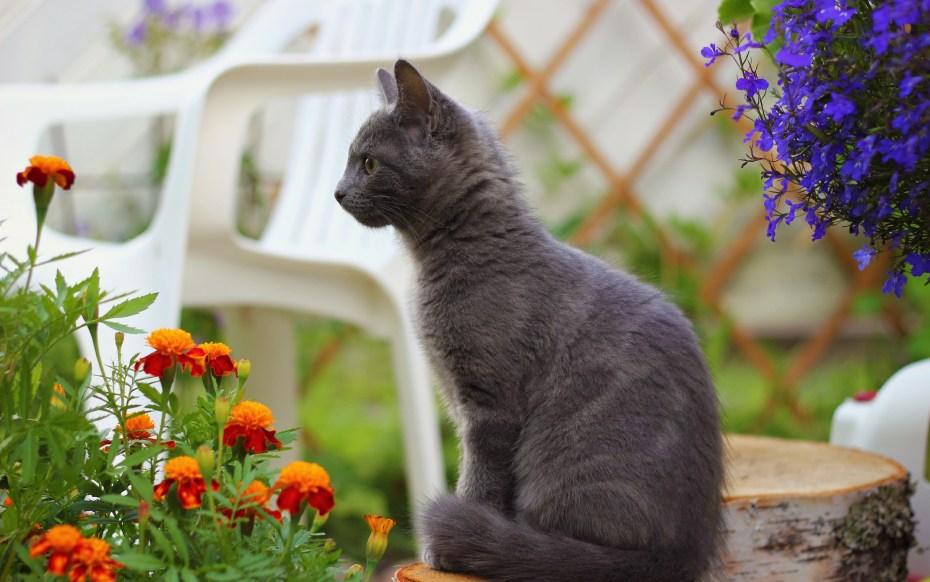 Кошка серая
