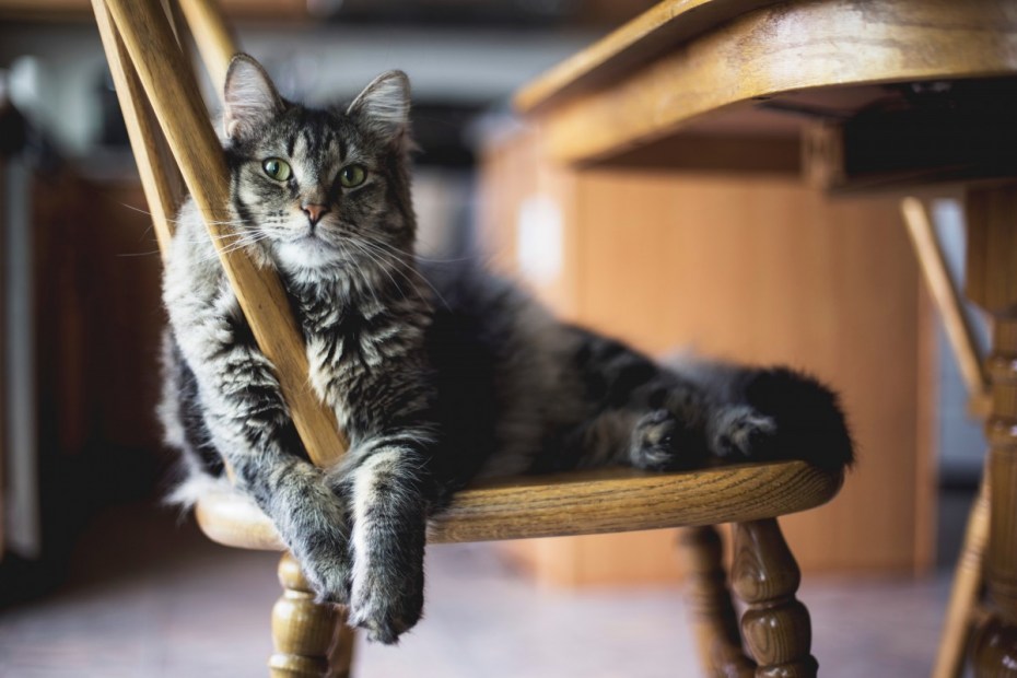 Кошка на стуле