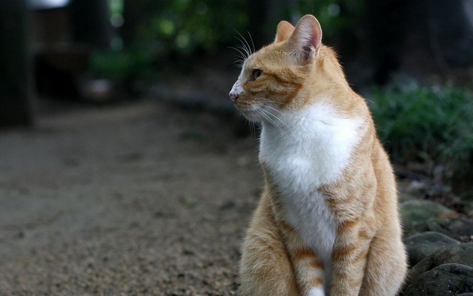 Рыжий сидячий кот