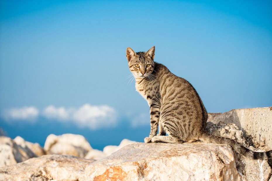 Кошка сидит