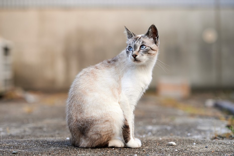 Кот сидит боком