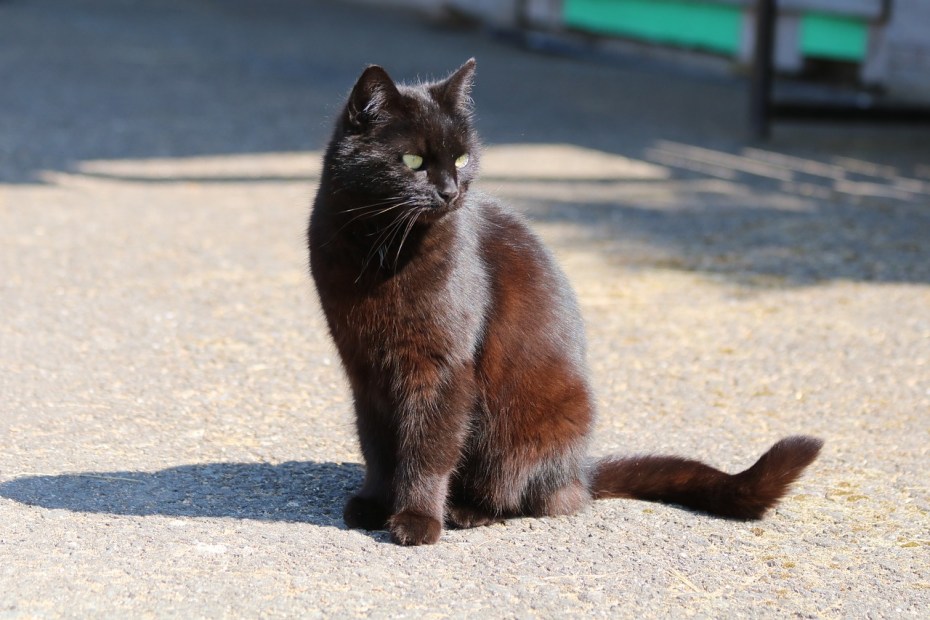 Кошка сидит