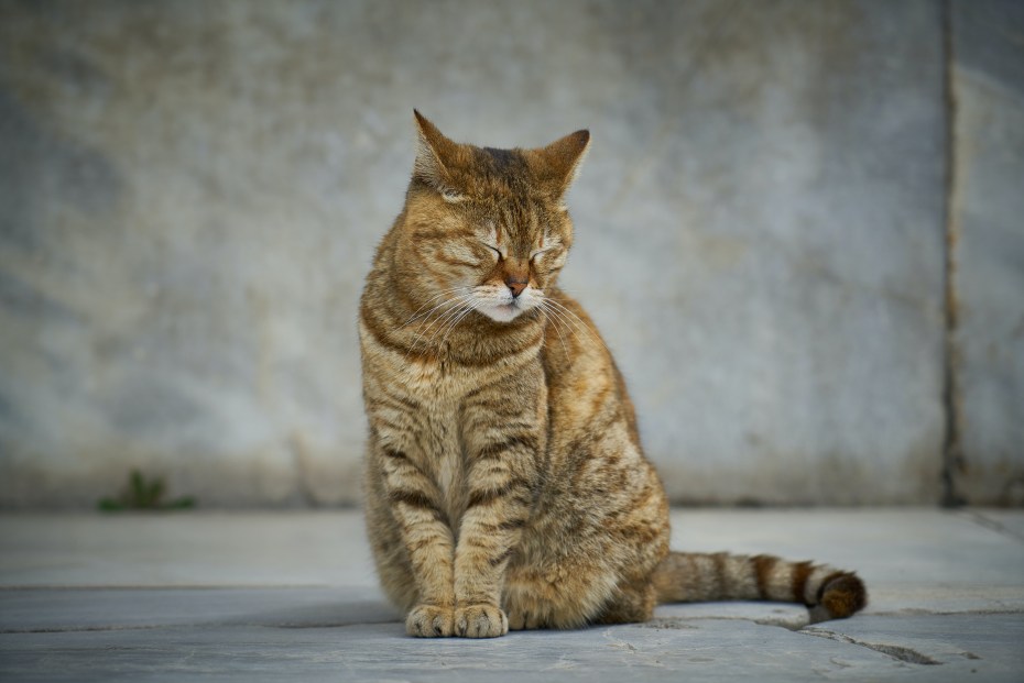 Кошка сидит