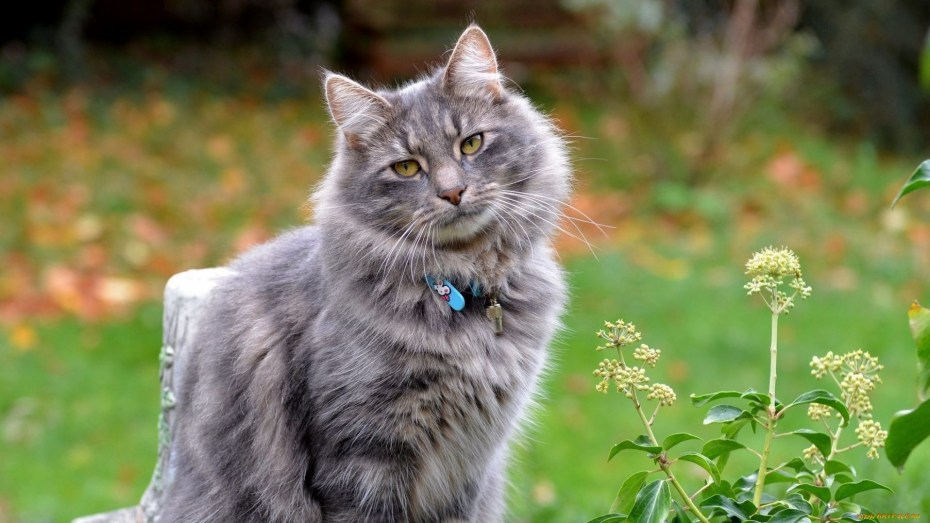 Норвежская Лесная кошка дымчатая