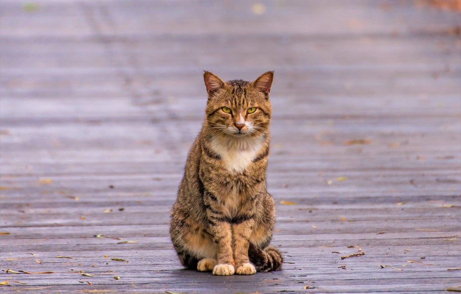 Сидячий кот
