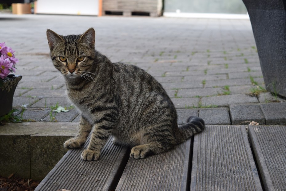 Сидячий кот
