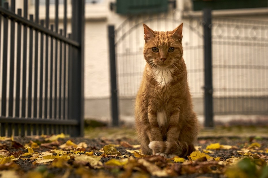 Сидячий кот