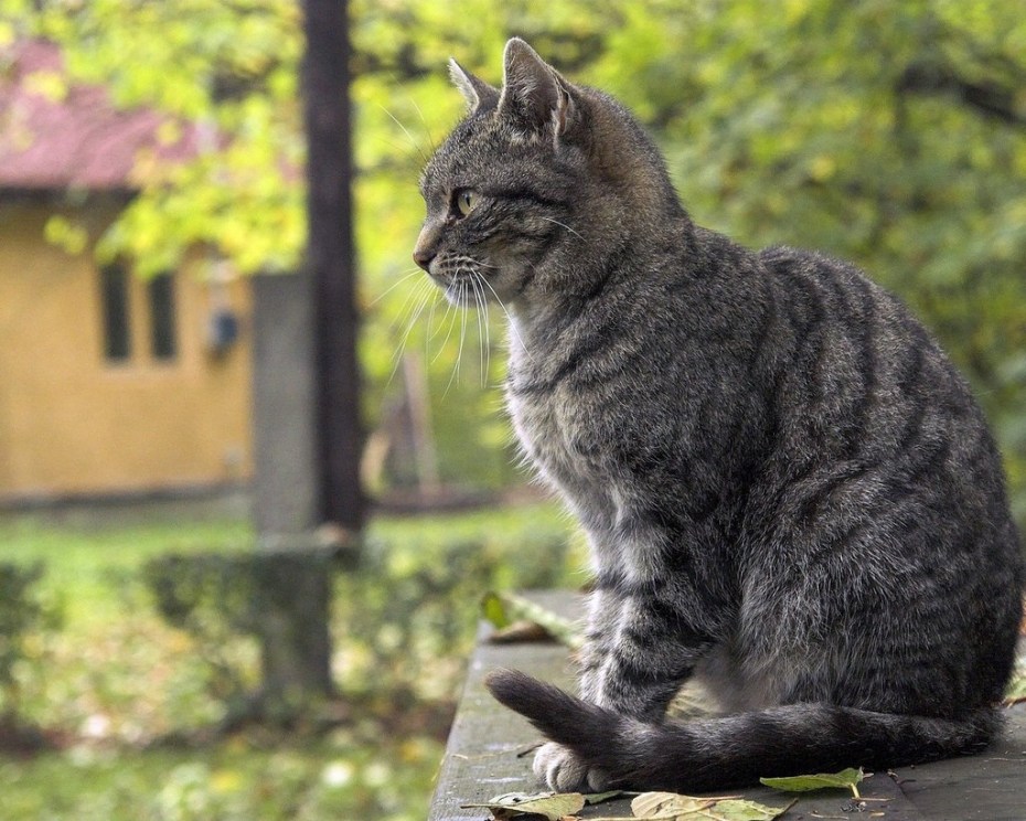 Сидячая кошка