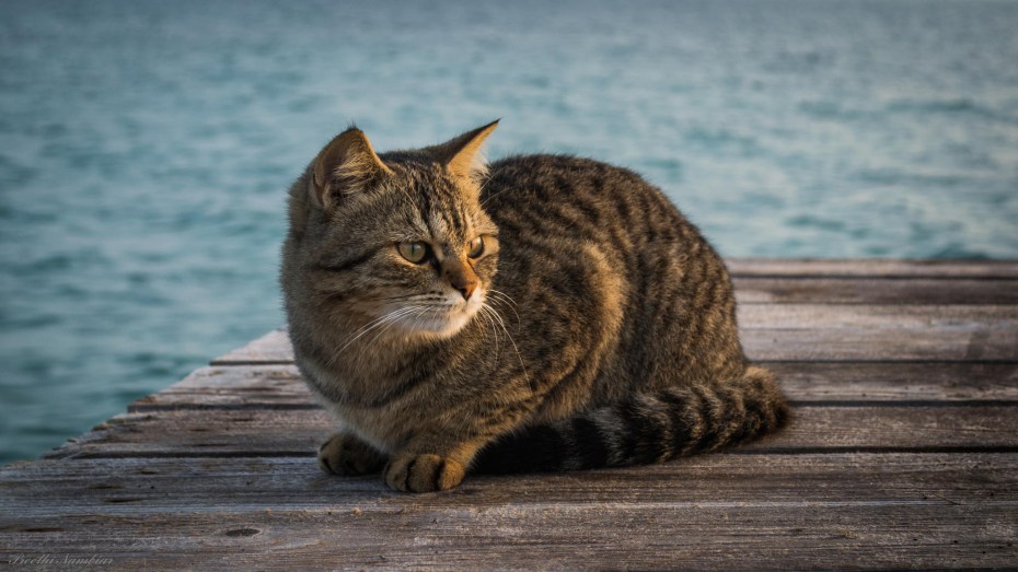 Кошка сидит