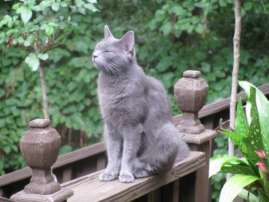 Нибелунг короткошерстный