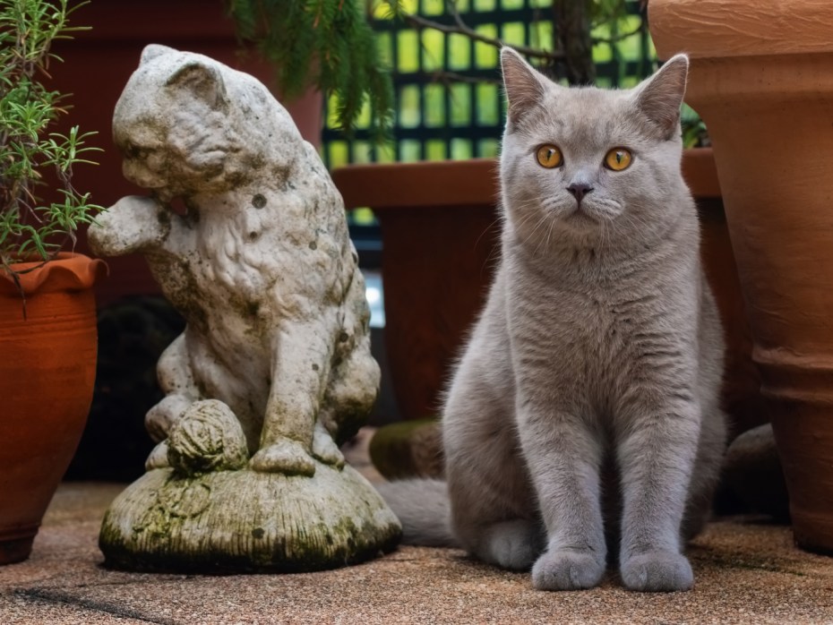 Британская кошка
