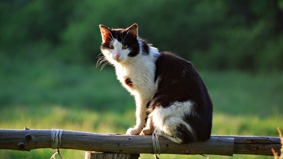 Сидячий кот