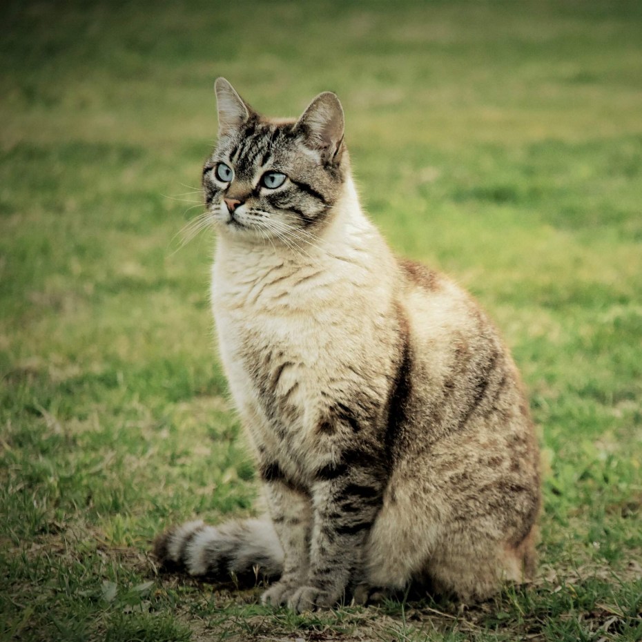 Кот сидит