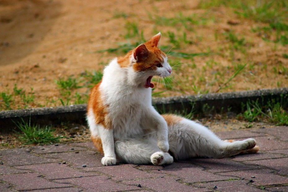 Кошка сидя