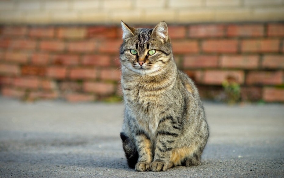 Сидячий кот
