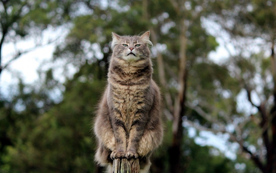 Кот гордо сидит