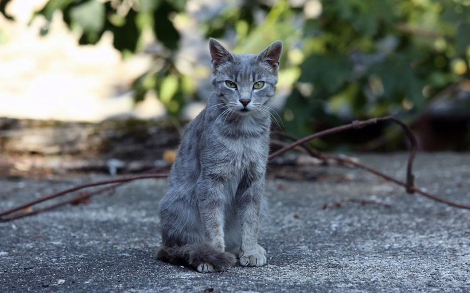 Кошка сидит