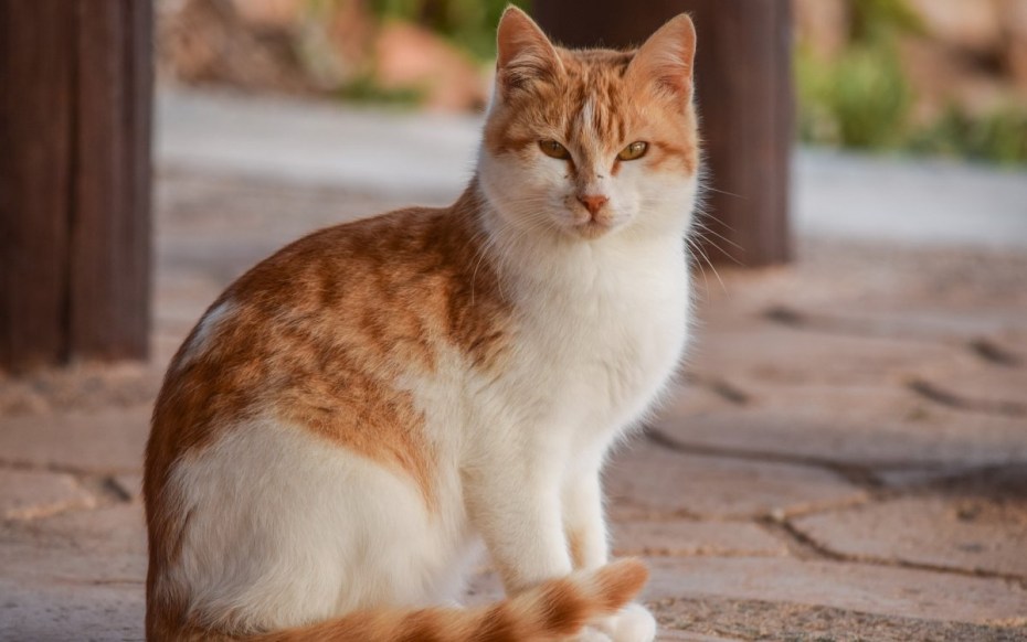 Кошка рыжая с белым