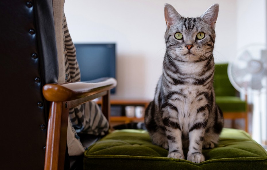 Кошка сидя