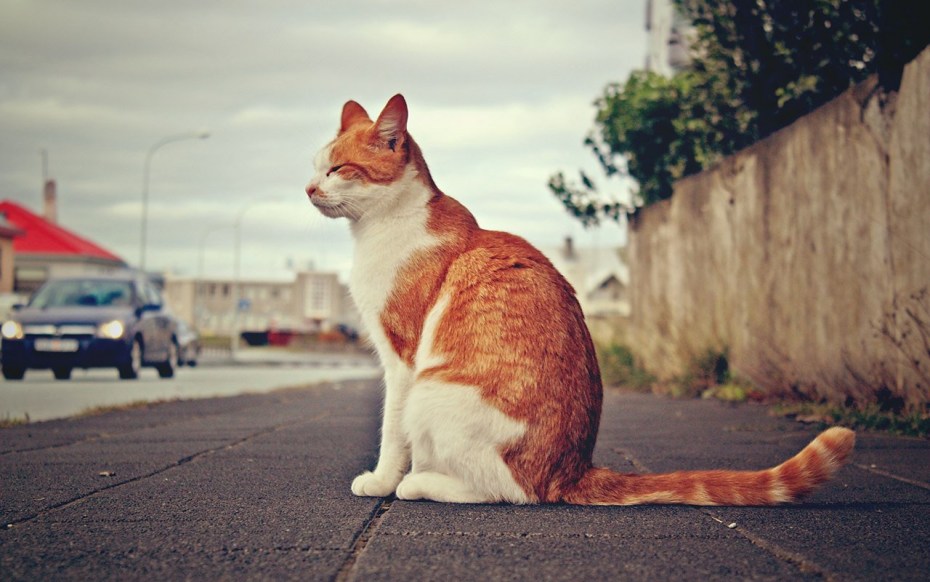 Сидячая кошка