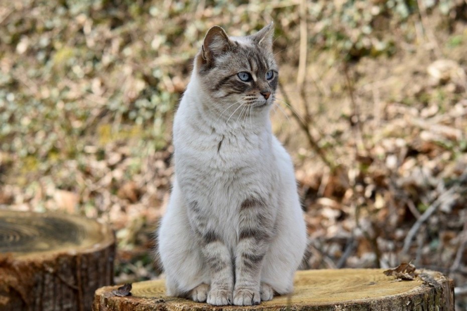 Сидячий кот