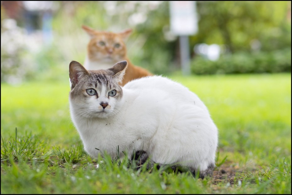 Сидячий котик