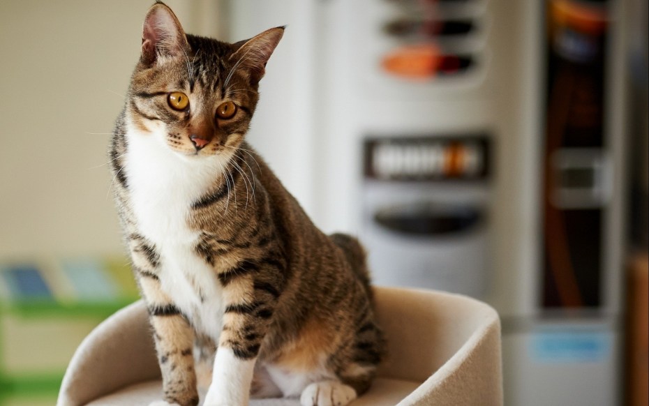 Дом для кошки