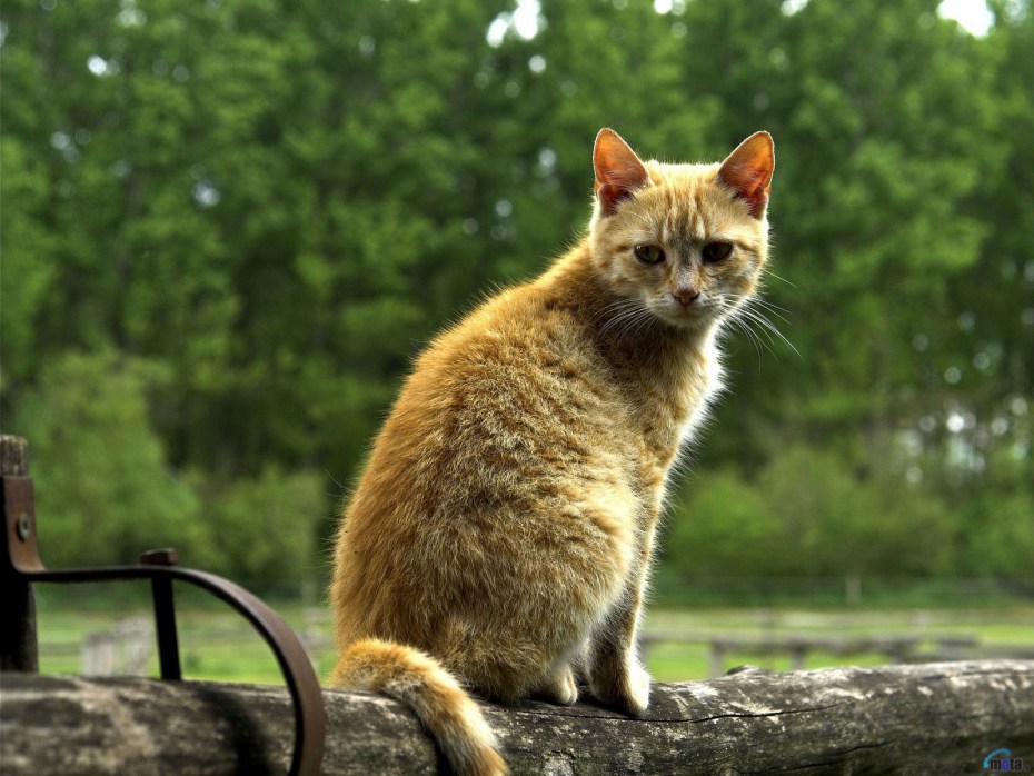 Рыжий сидячий кот