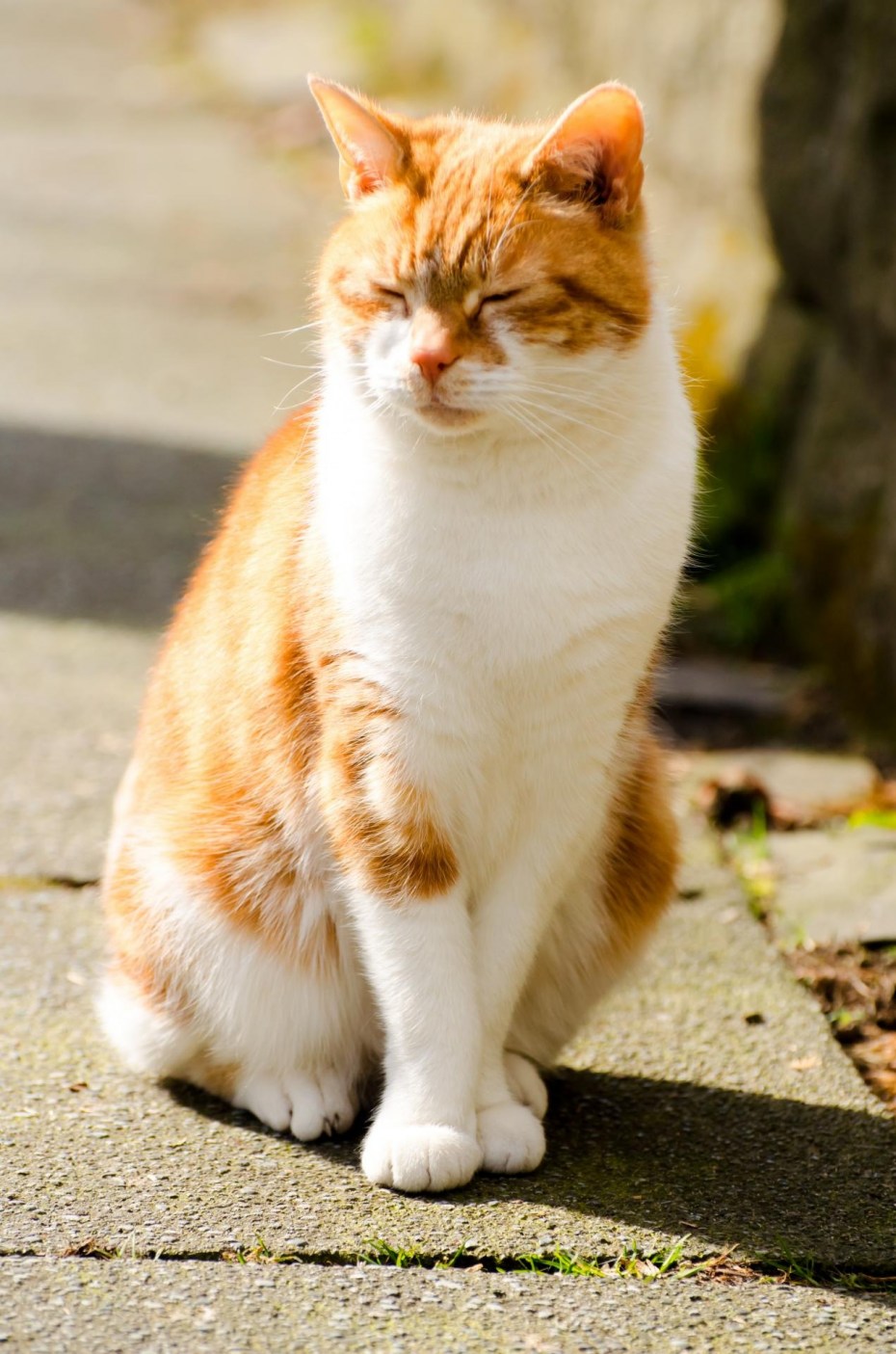 Кошка сидит