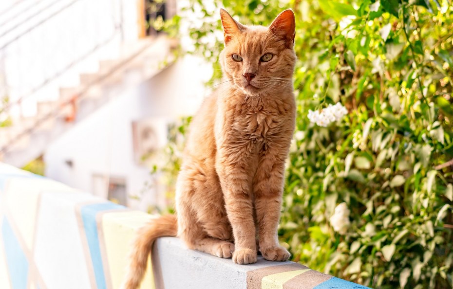 Рыжая кошка