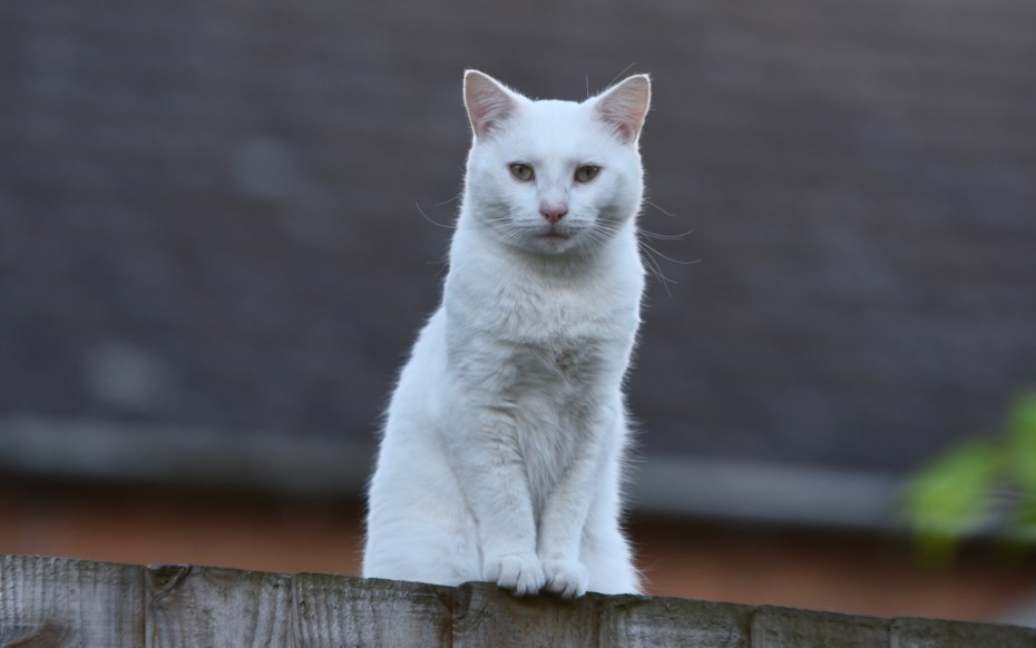 Белая кошка на улице