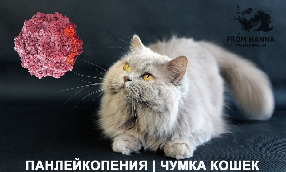Чумка у кошек до и после