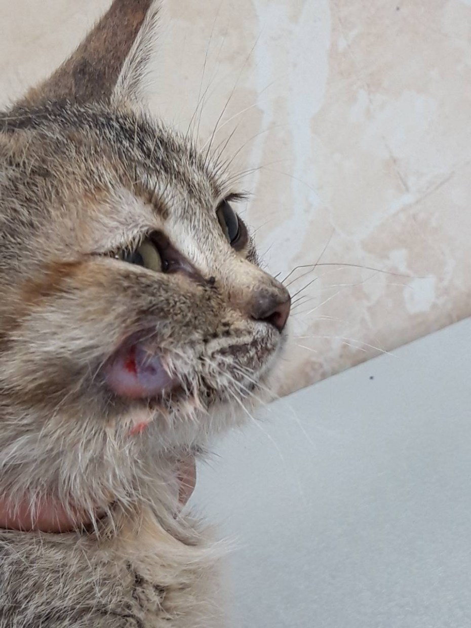 Коты с больными глазами