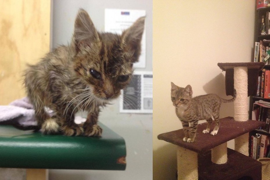 Признаки чумки у котенка