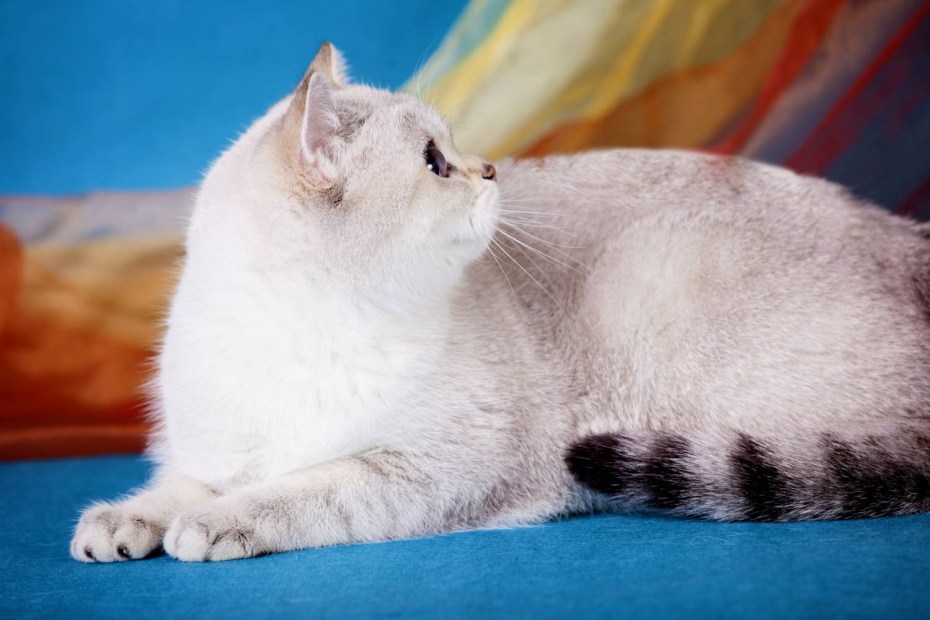 Шотландская скоттиш фолд Блю поинт