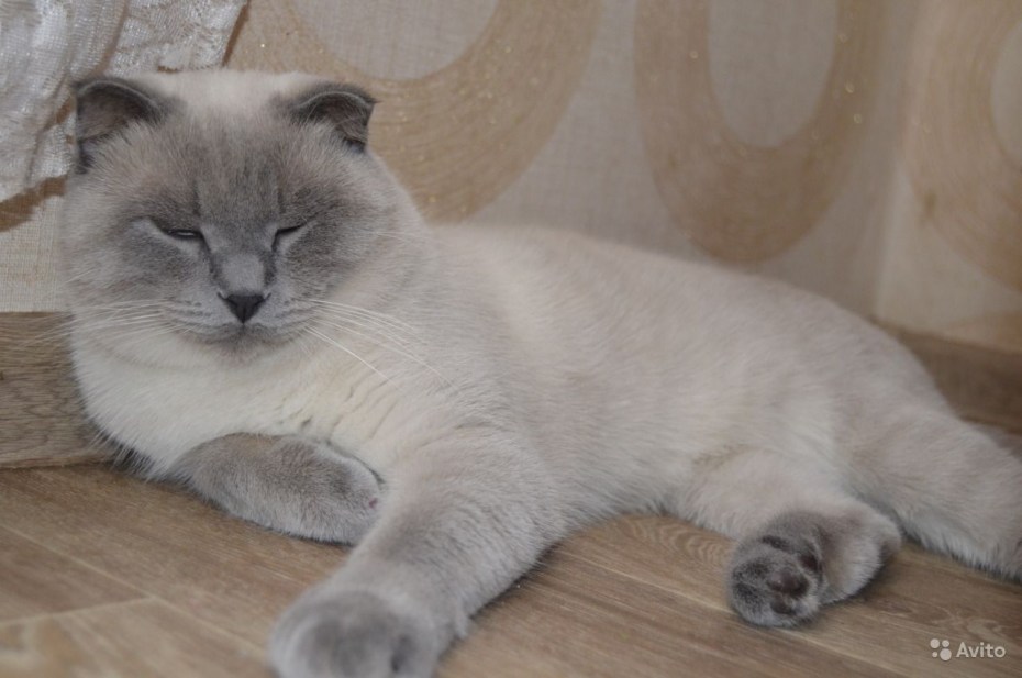 Кот британский смешанный с сиамским
