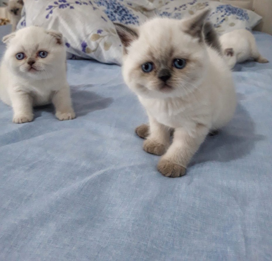 Кошка Британская ПОЛАРТ коинт