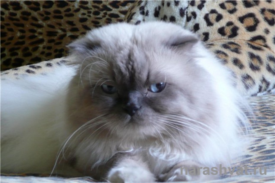 Silver & Gold питомник шотландских кошек