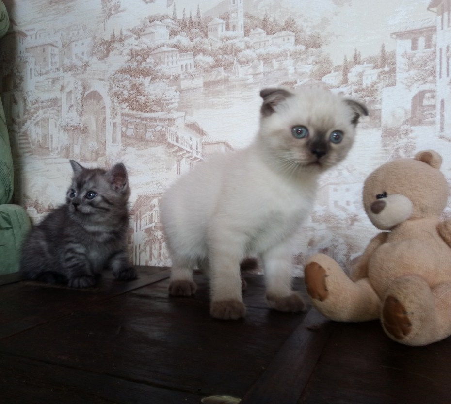 Блю поинт шотландский вислоухий котенок
