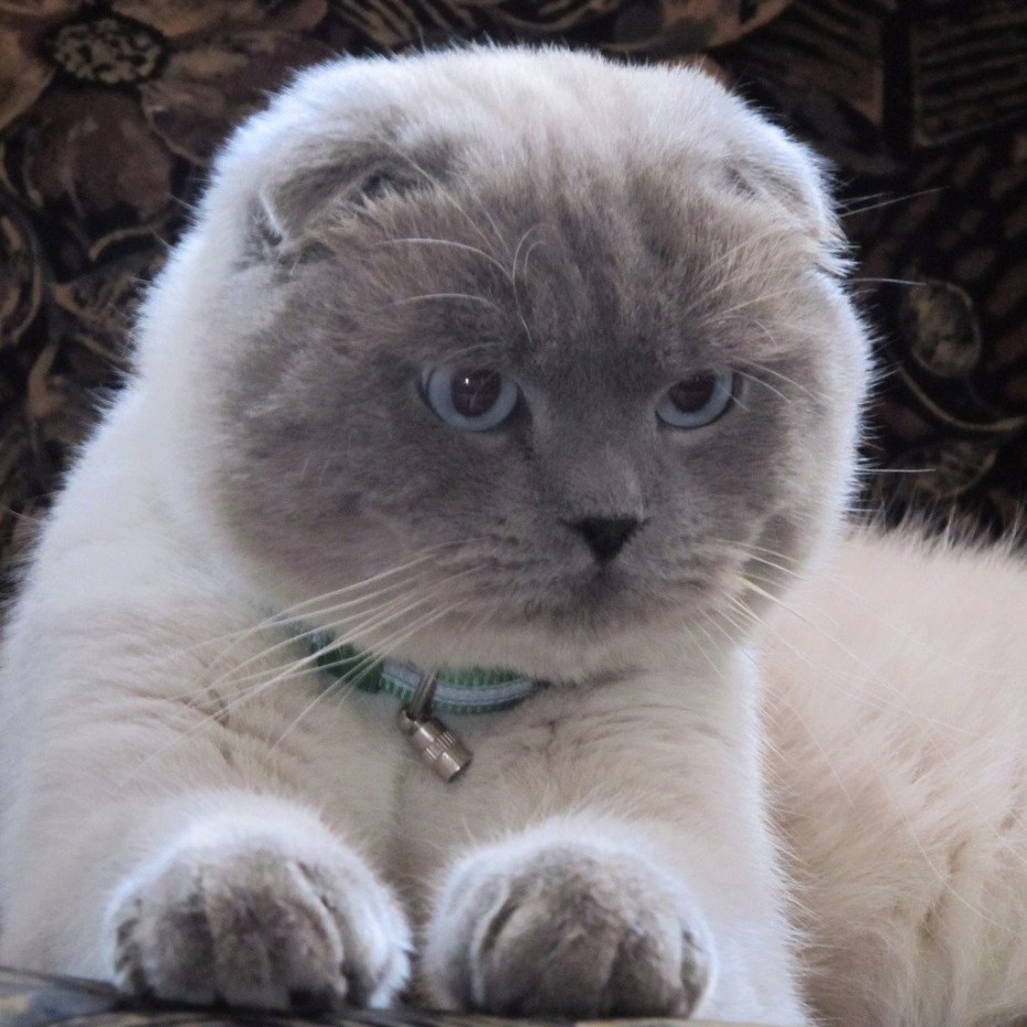 Шотландская вислоухая кошка окрас Блю поинт