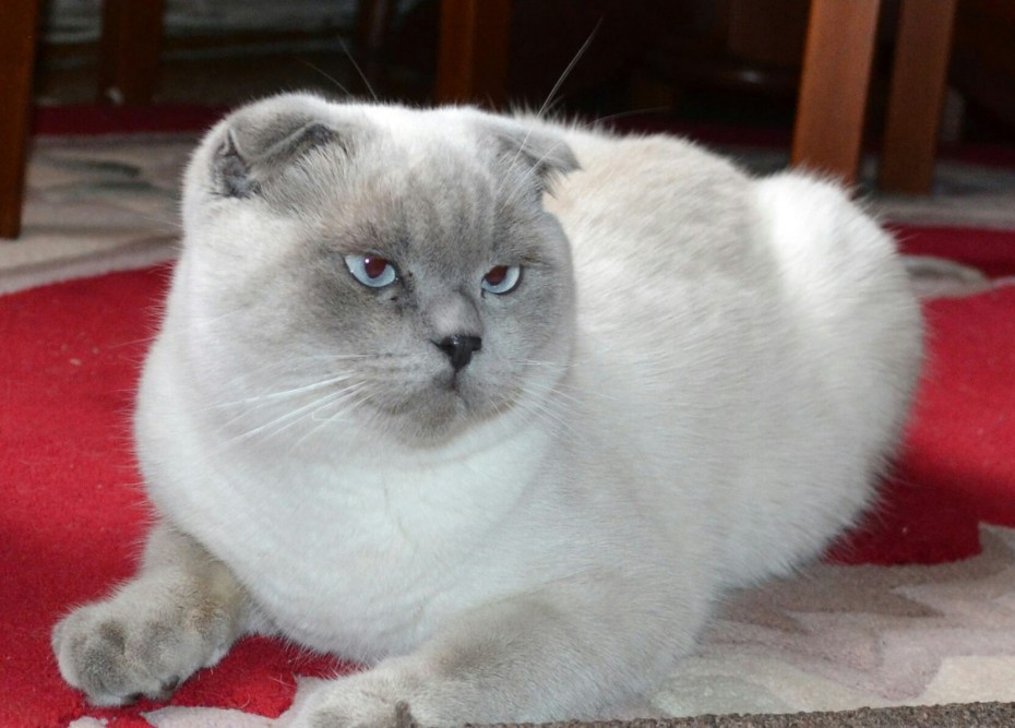 Чистокровный шотландский котенок скоттиш фолд