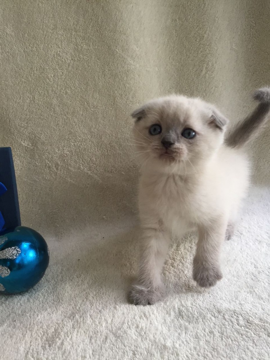 Ice Cat