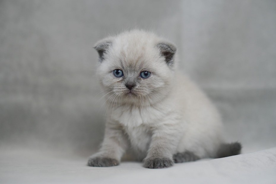 Скоттиш фолд колор Пойнт