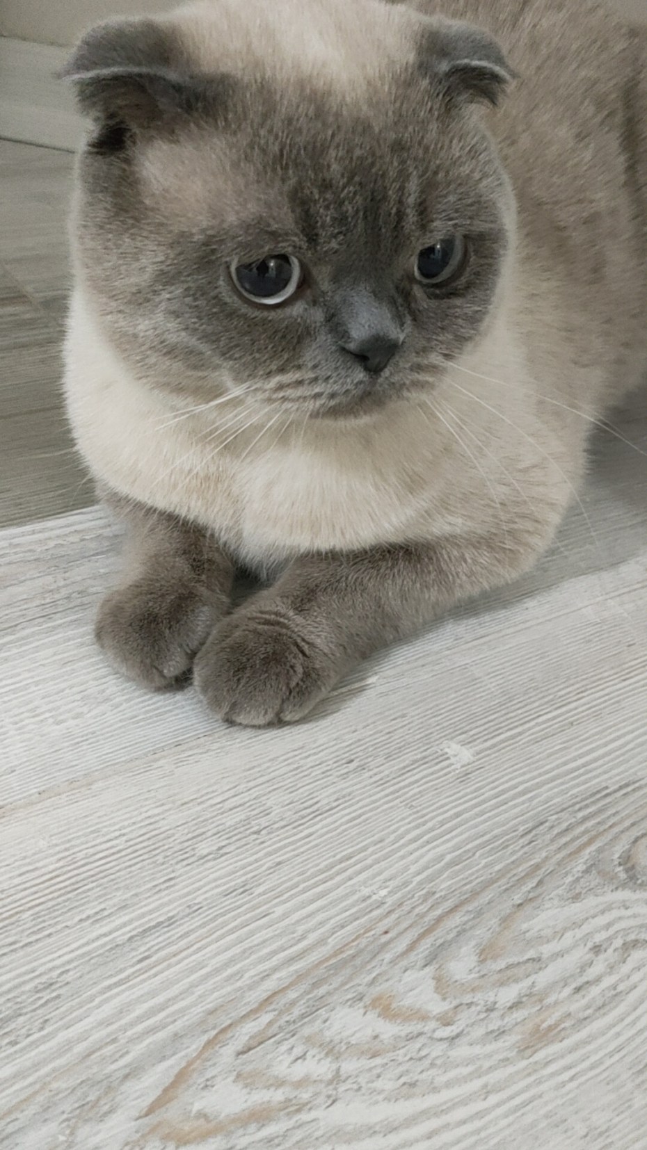 Шотландский вислоухий кот Блю Пойнт