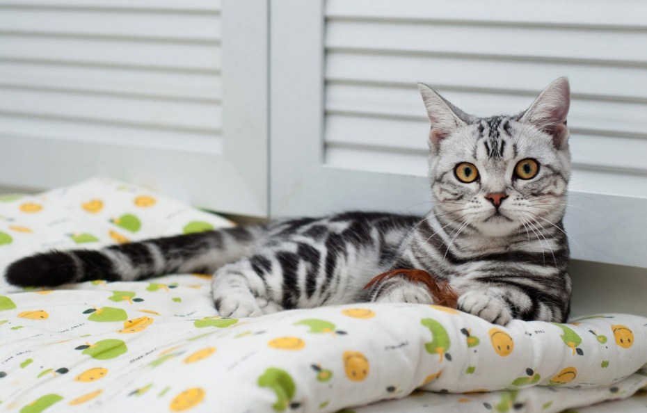 Британская кошка короткошерстная полосатая