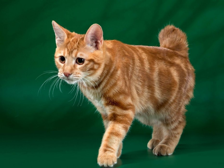 Милый породистый рыжий котенок породы курильский бобтейл гипоаллергенная порода кошек