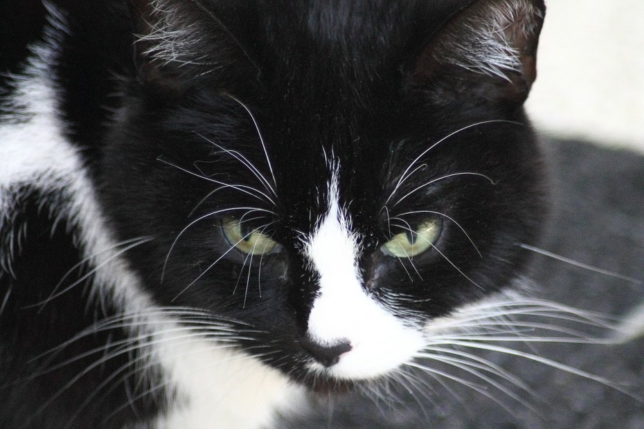 Костяк коты Воители арт