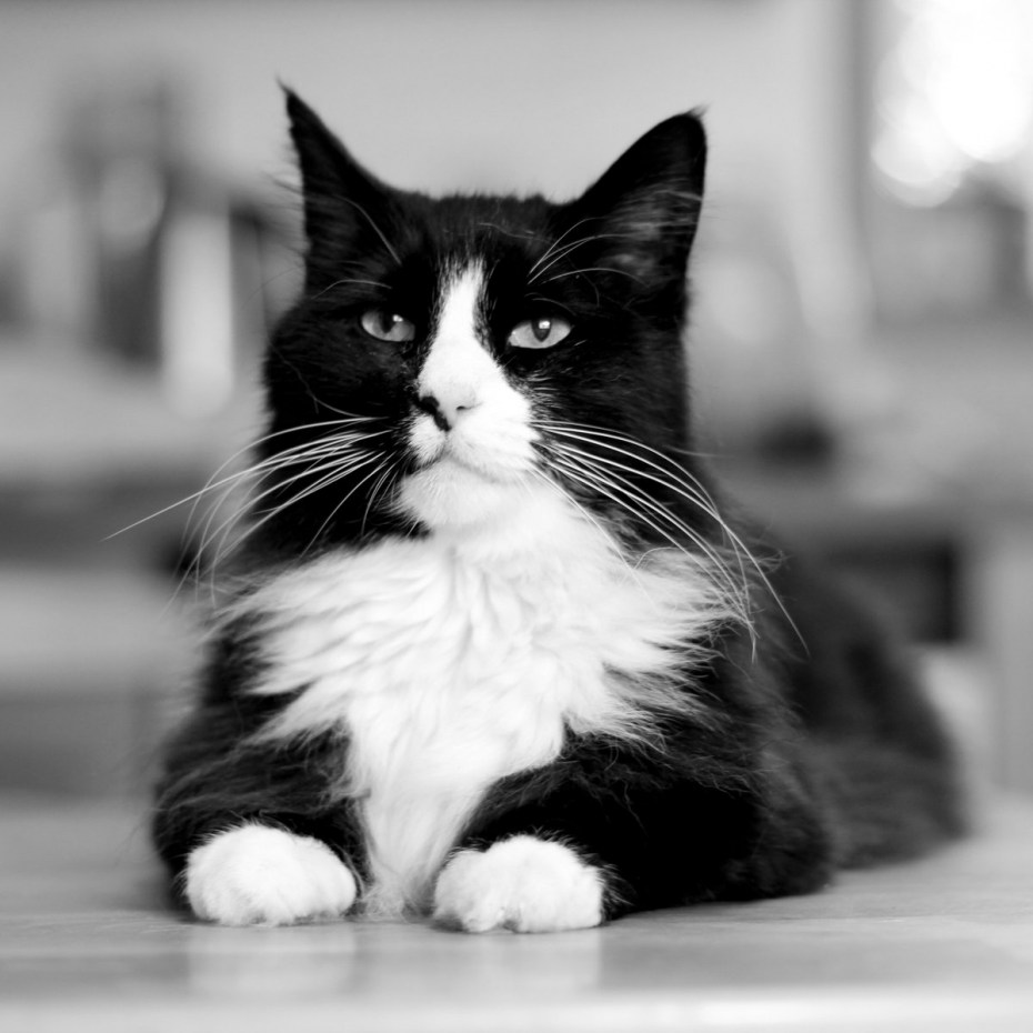 Уходящий котенок